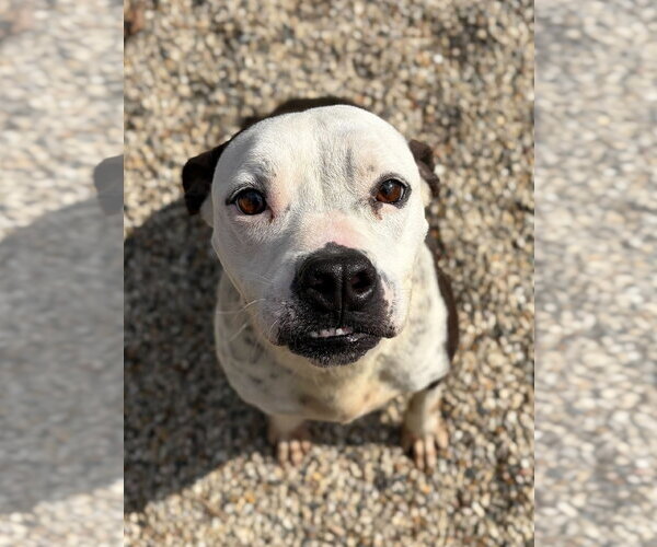 Medium Photo #2 Mutt Puppy For Sale in Jefferson, WI, USA