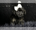 Small Photo #12 Morkie Puppy For Sale in WARSAW, IN, USA