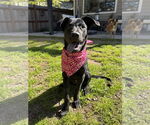 Small #7 Labrador Retriever Mix