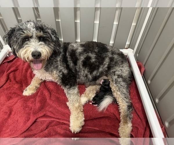 Medium Photo #1 Bernedoodle (Miniature) Puppy For Sale in ROCK HILL, SC, USA