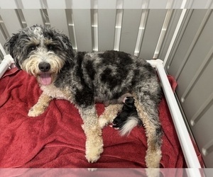 Mother of the Bernedoodle (Miniature) puppies born on 08/01/2026