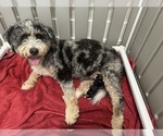 Small Photo #1 Bernedoodle (Miniature) Puppy For Sale in ROCK HILL, SC, USA