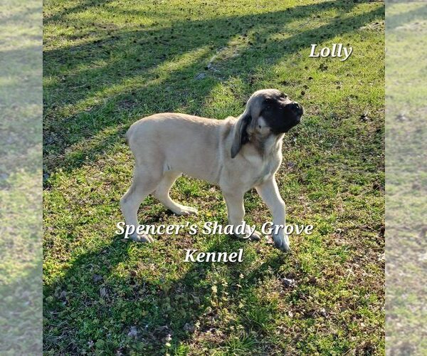 Medium Photo #9 Mastiff Puppy For Sale in CABOOL, MO, USA