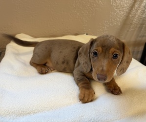 Dachshund Puppy for sale in WEBSTER, FL, USA