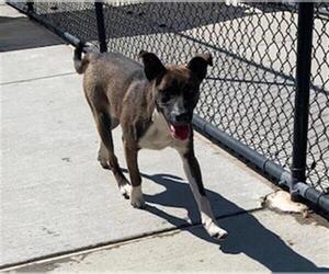 American Pit Bull Terrier-Unknown Mix Dogs for adoption in Tulsa, OK, USA