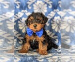 Small Photo #1 YorkiePoo Puppy For Sale in LINCOLN UNIV, PA, USA