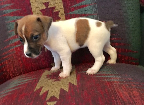 Medium Photo #3 Jack Russell Terrier Puppy For Sale in REBERSBURG, PA, USA