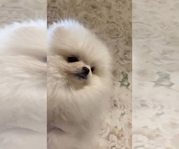 Medium Photo #4 Pomeranian Puppy For Sale in Chisinau, Chisinau Municipality, Moldova