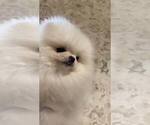 Small #3 Pomeranian