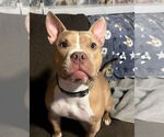 Small #10 American Pit Bull Terrier Mix