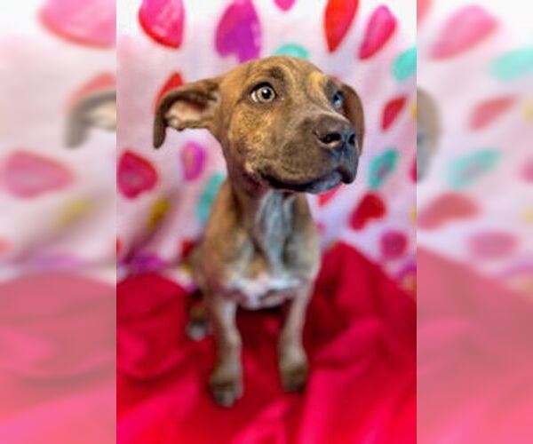 Medium Photo #3 Black Mouth Cur-Catahoula Leopard Dog Mix Puppy For Sale in Pleasanton, TX, USA
