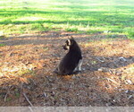 Small #8 Gerberian Shepsky