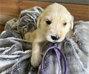 English Cream Golden Retriever Puppy for Sale in WESSON, Mississippi USA