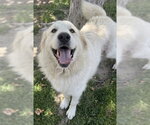 Small Great Pyrenees Mix