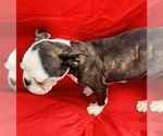 Small Photo #4 Faux Frenchbo Bulldog Puppy For Sale in WATERVLIET, NY, USA
