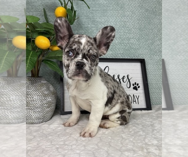 Medium Photo #3 French Bulldog Puppy For Sale in FRANKLIN, IN, USA