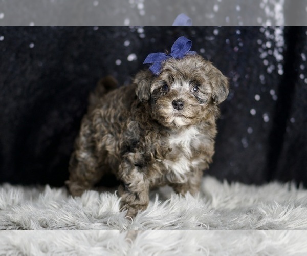 Medium Photo #82 Morkie Puppy For Sale in WARSAW, IN, USA