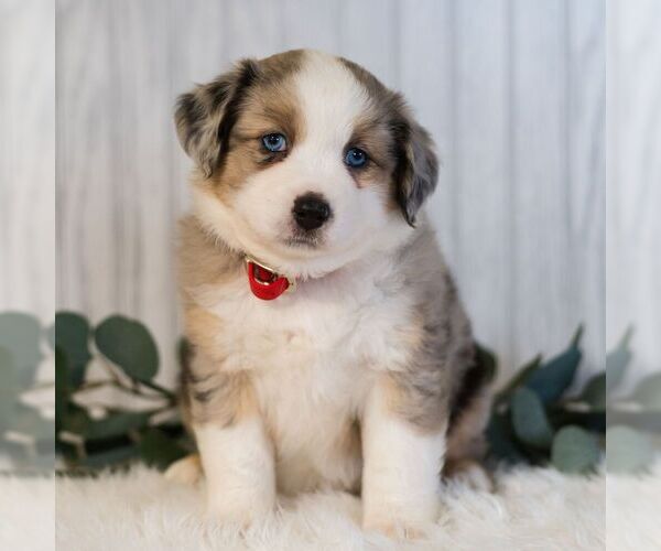 Medium Photo #1 Miniature Australian Shepherd Puppy For Sale in REBERSBURG, PA, USA