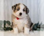 Small Miniature Australian Shepherd