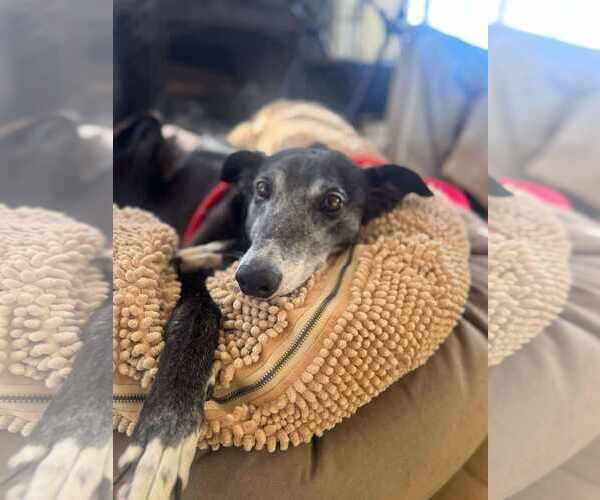 Medium Photo #3 Greyhound Puppy For Sale in Cherry Hill, NJ, USA