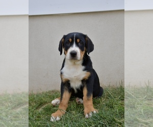Greater Swiss Mountain Dog Puppy for sale in BELLEFONTE, PA, USA