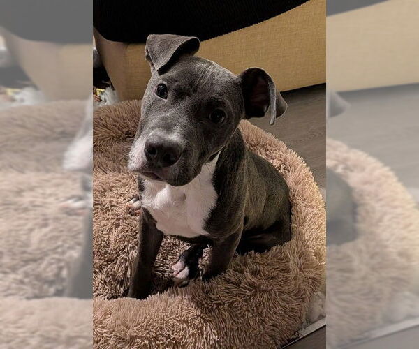 Medium Photo #2 Mutt Puppy For Sale in Fayetteville, NC, USA