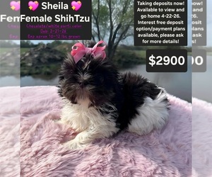 Shih Tzu Puppy for sale in TUCSON, AZ, USA