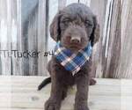 Small Photo #2 Labradoodle Puppy For Sale in FAIR OAKS, CA, USA