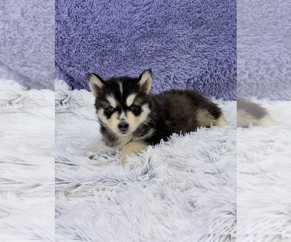 Medium Photo #5 Siberian Husky Puppy For Sale in SANDY HOOK, KY, USA