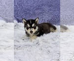 Small #4 Siberian Husky