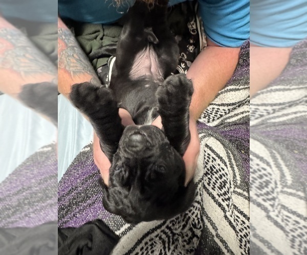 Medium Photo #33 Cane Corso Puppy For Sale in COLONIAL HEIGHTS, VA, USA