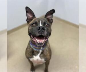 Boxer-Unknown Mix Dogs for adoption in Aurora, CO, USA
