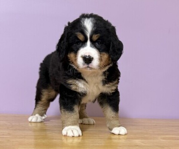 Medium Photo #1 Bernese Mountain Dog Puppy For Sale in WITHEE, WI, USA
