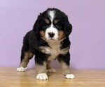Image preview for Ad Listing. Nickname: Fluffy