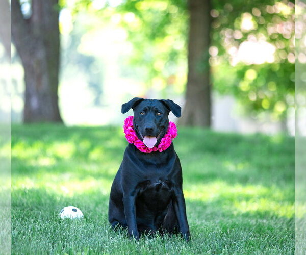 Medium Photo #2 Labrador Retriever-Unknown Mix Puppy For Sale in Unionville, PA, USA