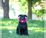 Small #1 Labrador Retriever Mix