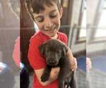 Puppy Magnolia Labrador Retriever