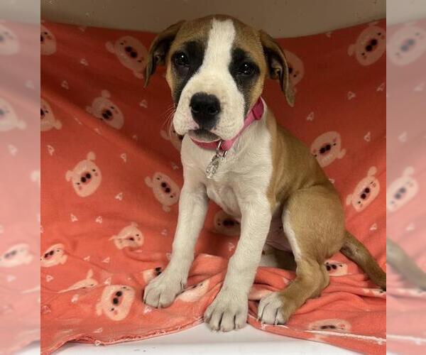 Medium Photo #1 Mutt Puppy For Sale in HESPERIA, CA, USA