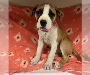 Mutt Dogs for adoption in HESPERIA, CA, USA