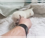 Small Photo #57 Labrador Retriever Puppy For Sale in NEW LENOX, IL, USA