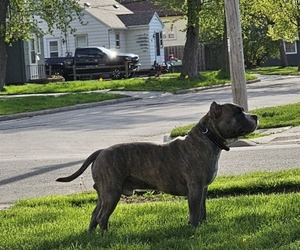 Father of the American Bully puppies born on 02/01/2024