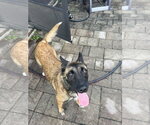 Small #4 German Shepherd Dog Mix