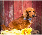 Small Photo #9 Dachshund Puppy For Sale in WAKARUSA, IN, USA