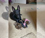 Small #1 German Shepherd Dog Mix