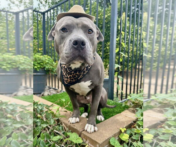 Medium Photo #11 American Staffordshire Terrier-Unknown Mix Puppy For Sale in Redlands, CA, USA