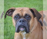 Small #5 Boxer