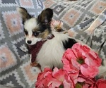 Puppy Natalie Papillon