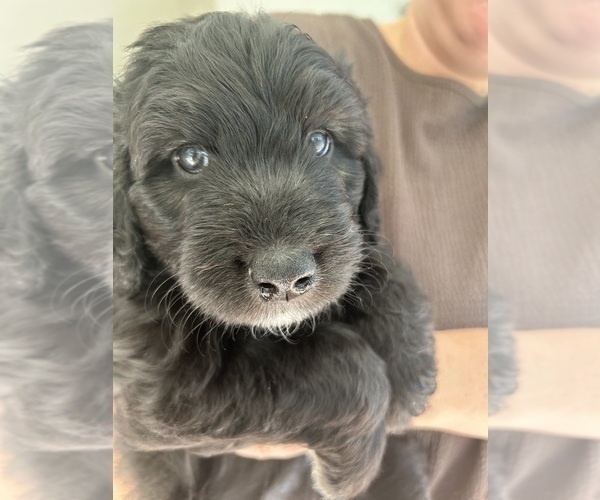 Medium Photo #52 Aussiedoodle Puppy For Sale in LONGWOOD, FL, USA
