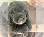 Small Photo #52 Aussiedoodle Puppy For Sale in LONGWOOD, FL, USA
