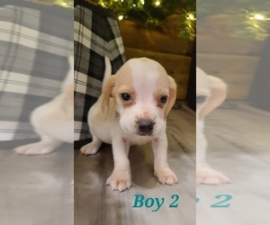 Beagle Puppy for sale in SYLVA, NC, USA